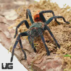 /img/16233-green-bottle-blue-tarantula-venom.webp