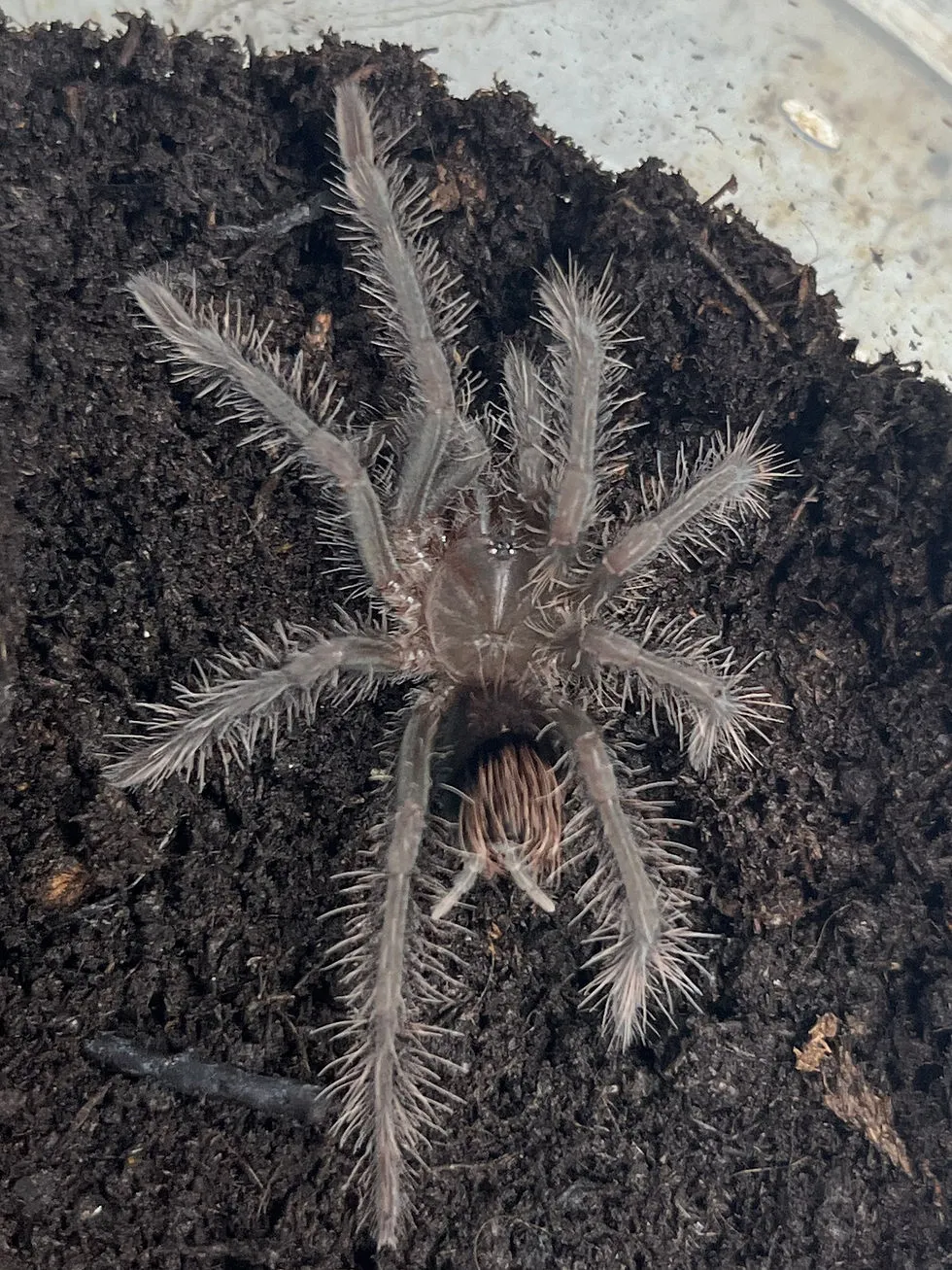 16234 australian flora