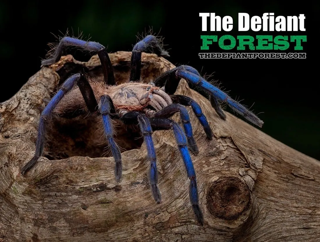 /img/16234-blue-leg-tarantula-eggs.webp