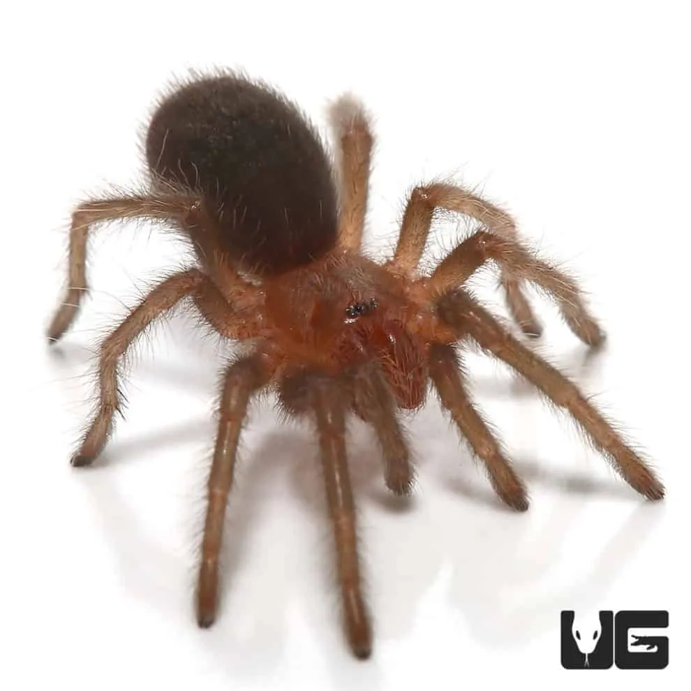 16235 adult brazilian black tarantula