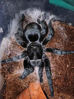 16235 brazilian black tarantula eating