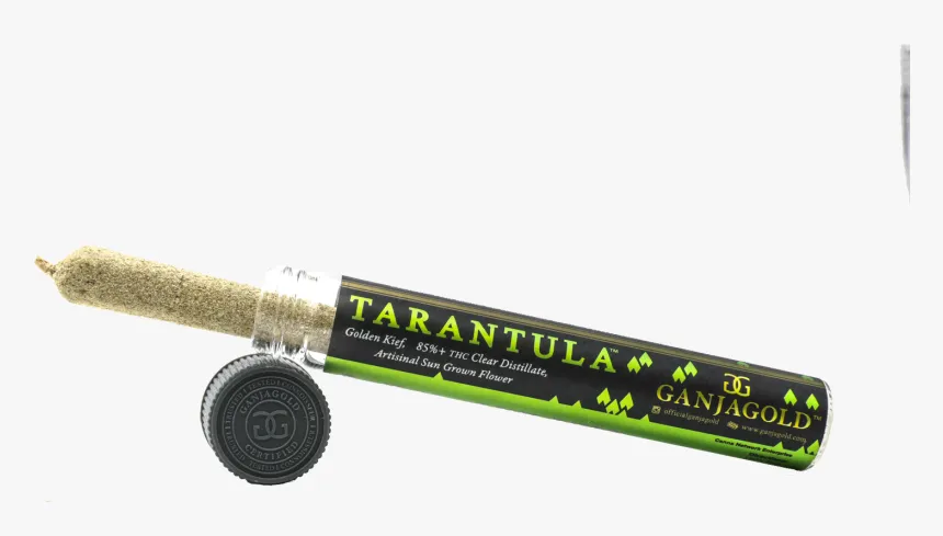 16236 king tarantula pre roll kerala image5