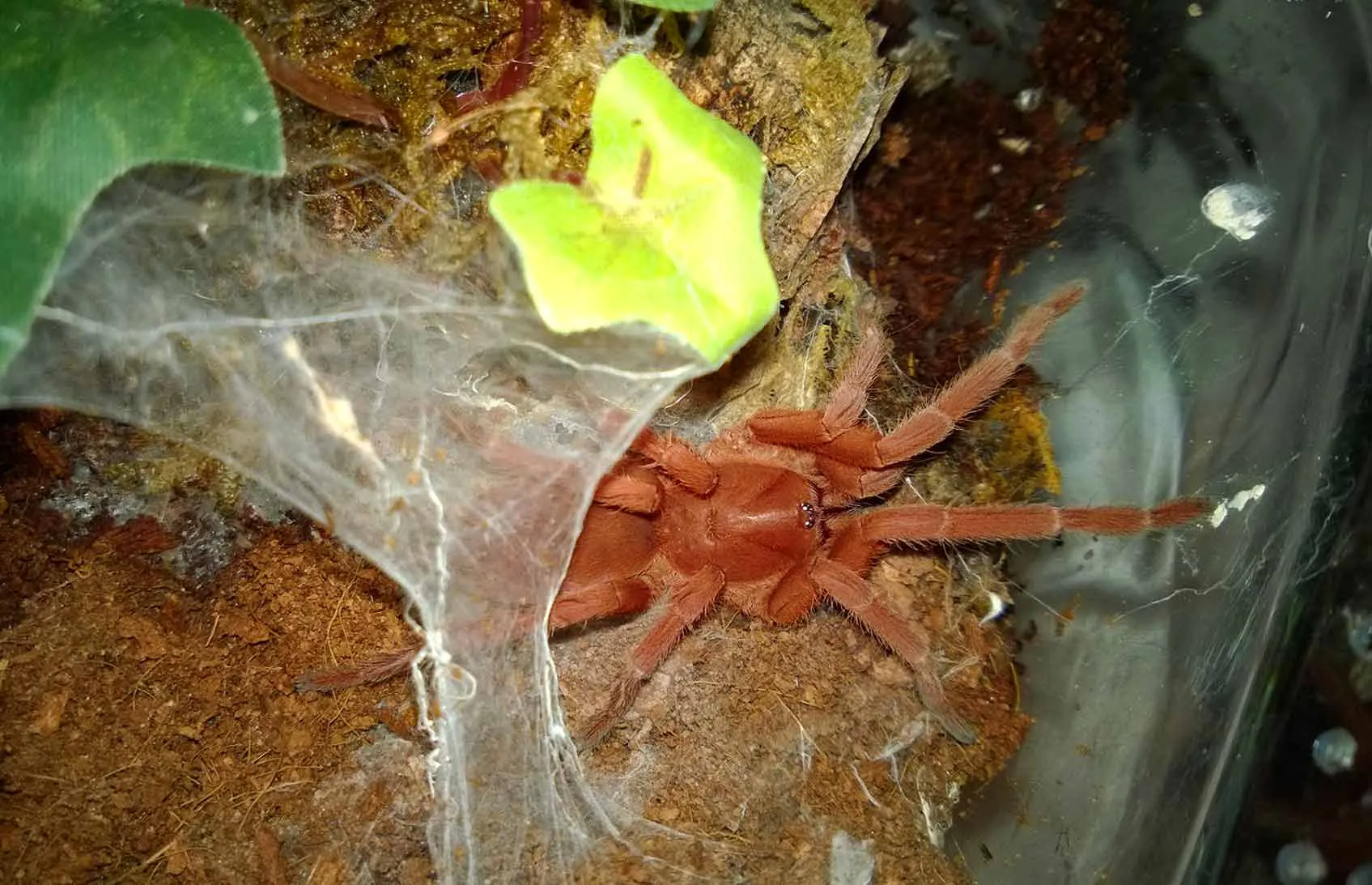 /img/16237-tarantula-plant-growing.webp
