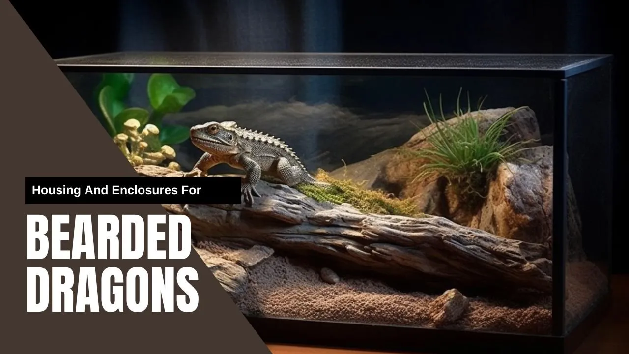 16238 tarantula enclosure size