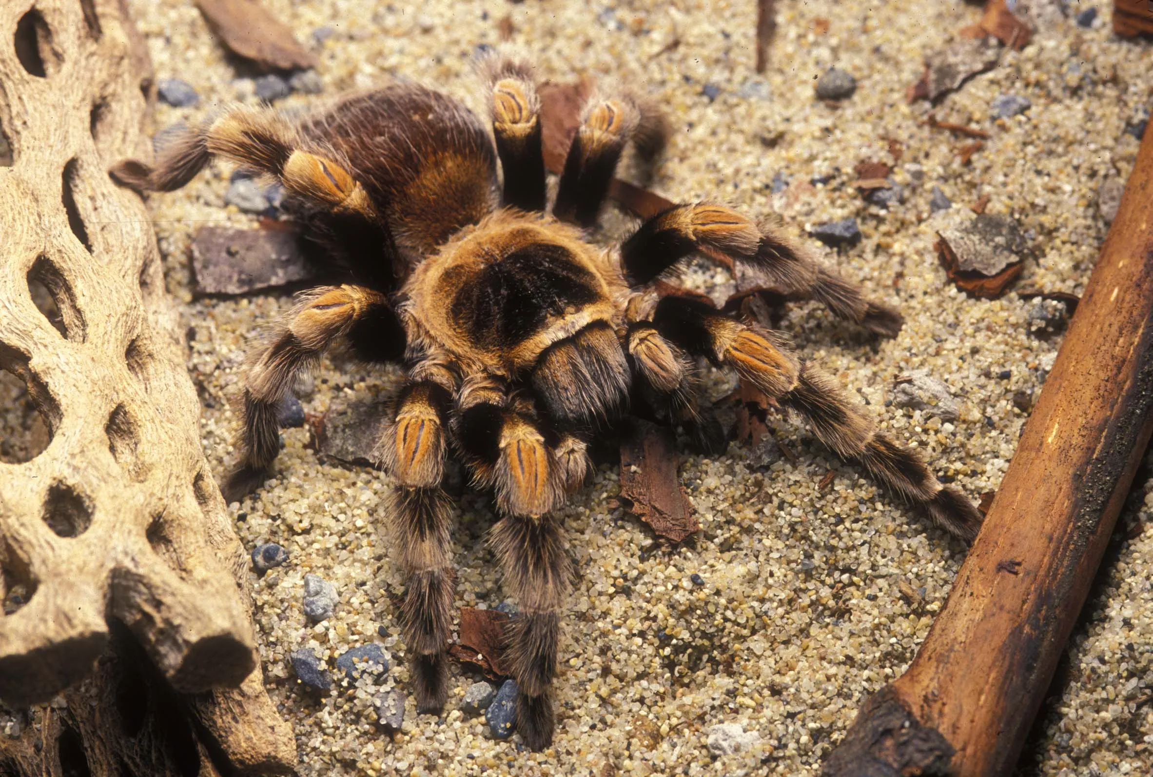 16240 roda tarantula onix acabamentos