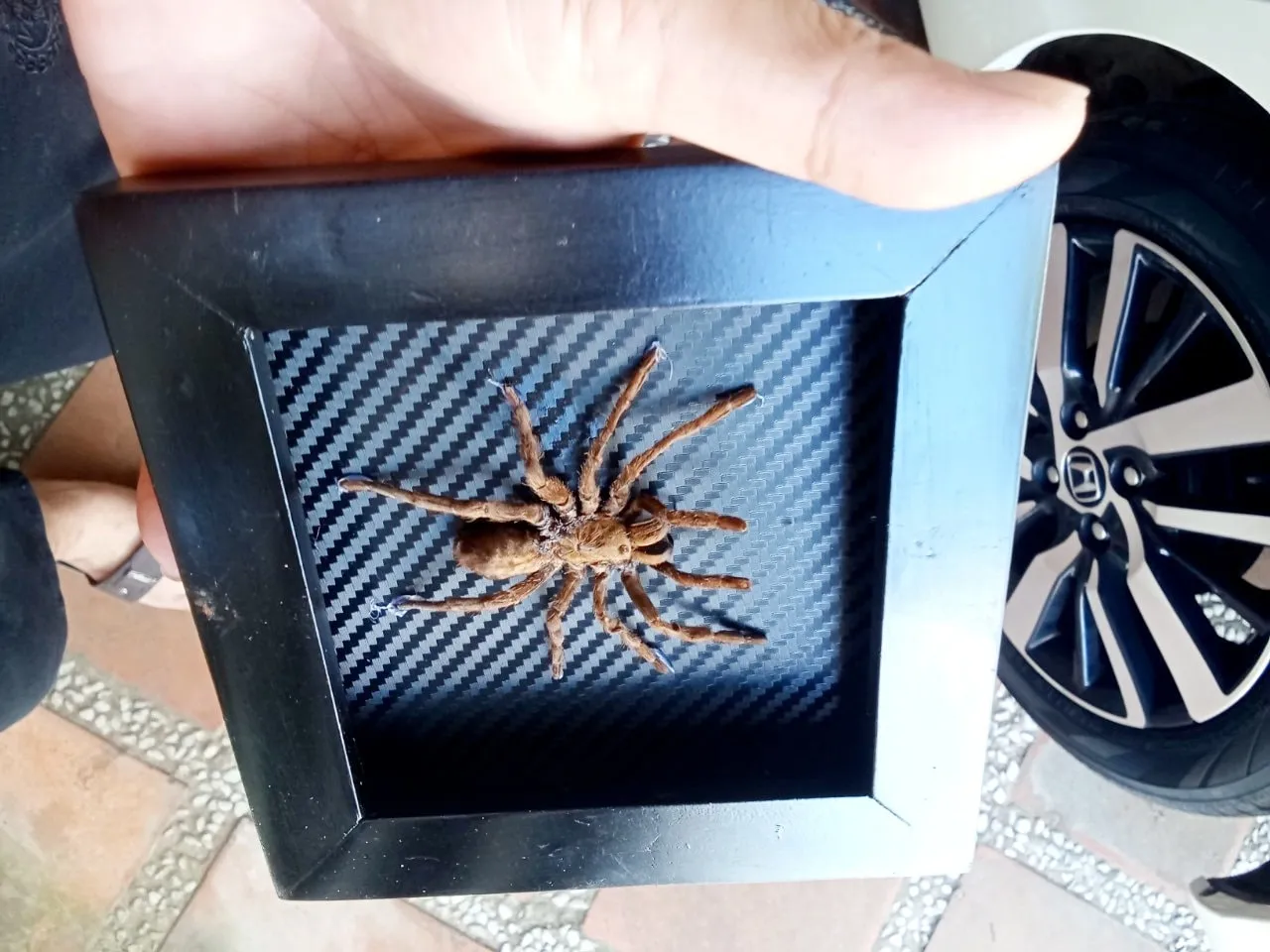 16240 roda tarantula onix manutencao