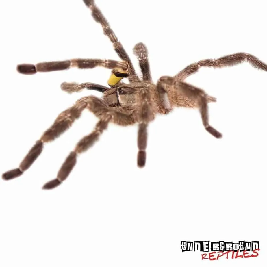 16241 tarantula india pvt ltd culture