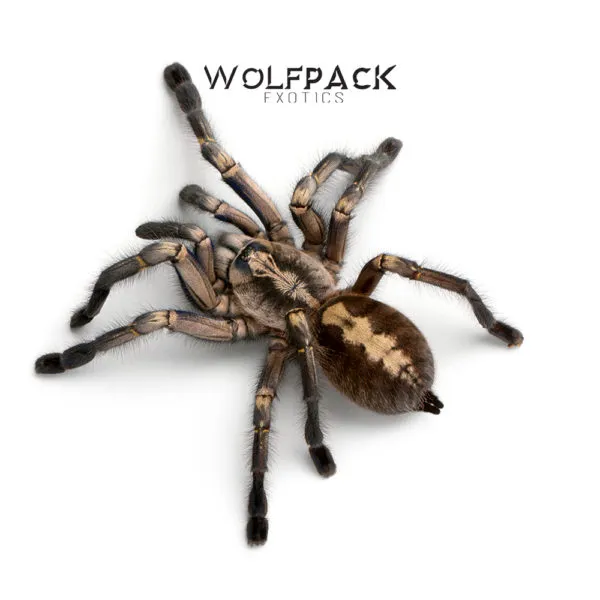 16241 tarantula india pvt ltd growth