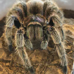 /img/16243-tarantula-enclosure-setup.webp