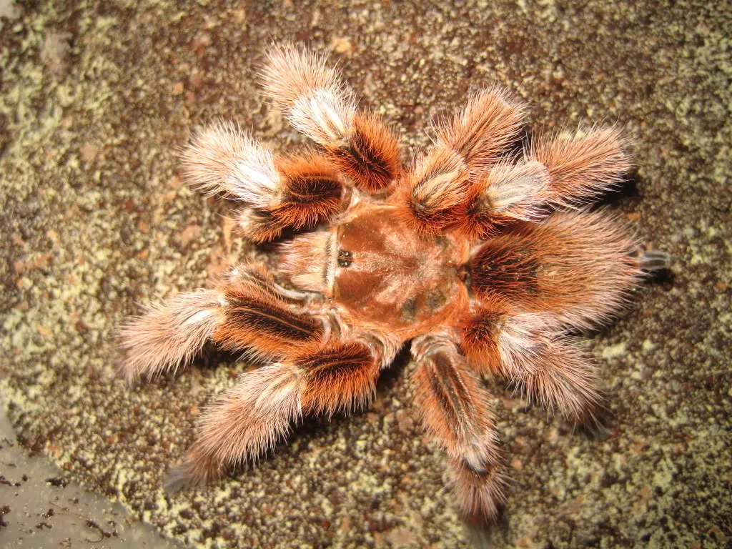 16244 chilean rose tarantula burrow
