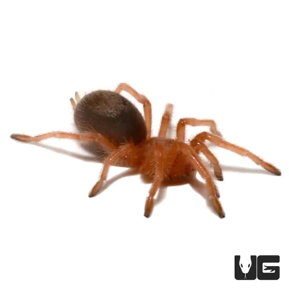 16244 chilean rose tarantula camouflage