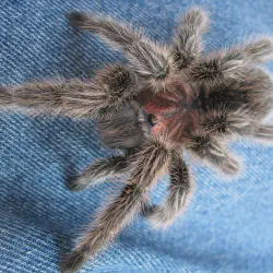 /img/16244-chilean-rose-tarantula-humidity.webp