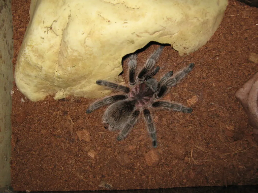 16244 chilean rose tarantula soil