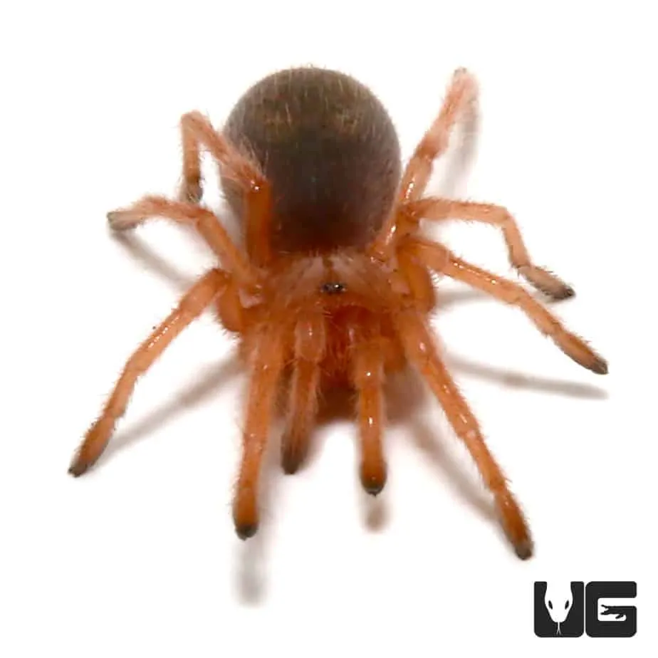 16244 chilean rose tarantula vegetation