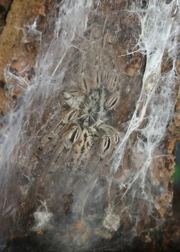 16245 imbrandonfarris tarantula feeding