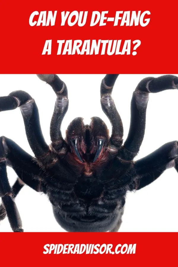/img/16245-imbrandonfarris-tarantula-health.webp