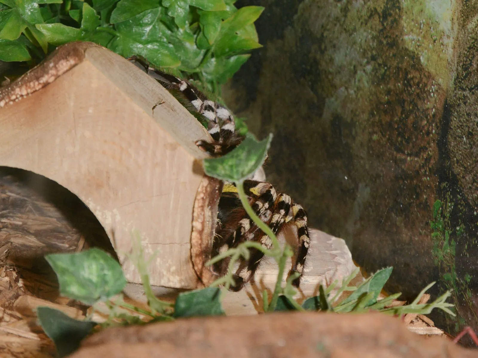 16245 imbrandonfarris tarantula identification