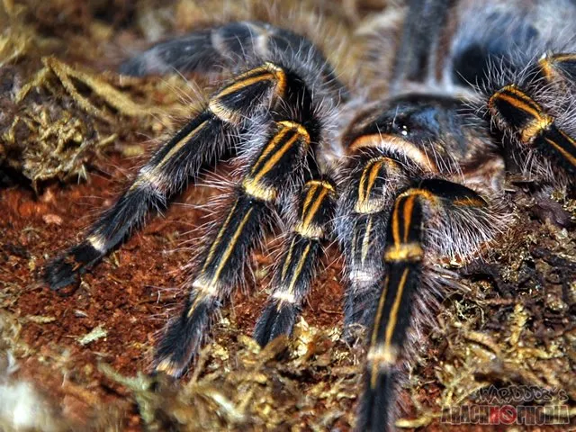 16246 golden knee tarantula watering