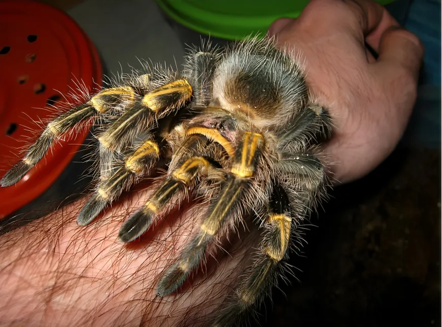 16246 healthy golden knee tarantula