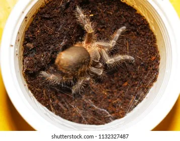 16246 tarantula substrate