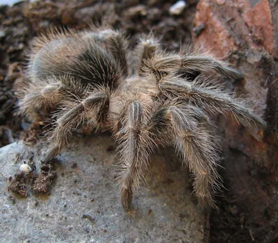 16248 rose hair tarantula substrate