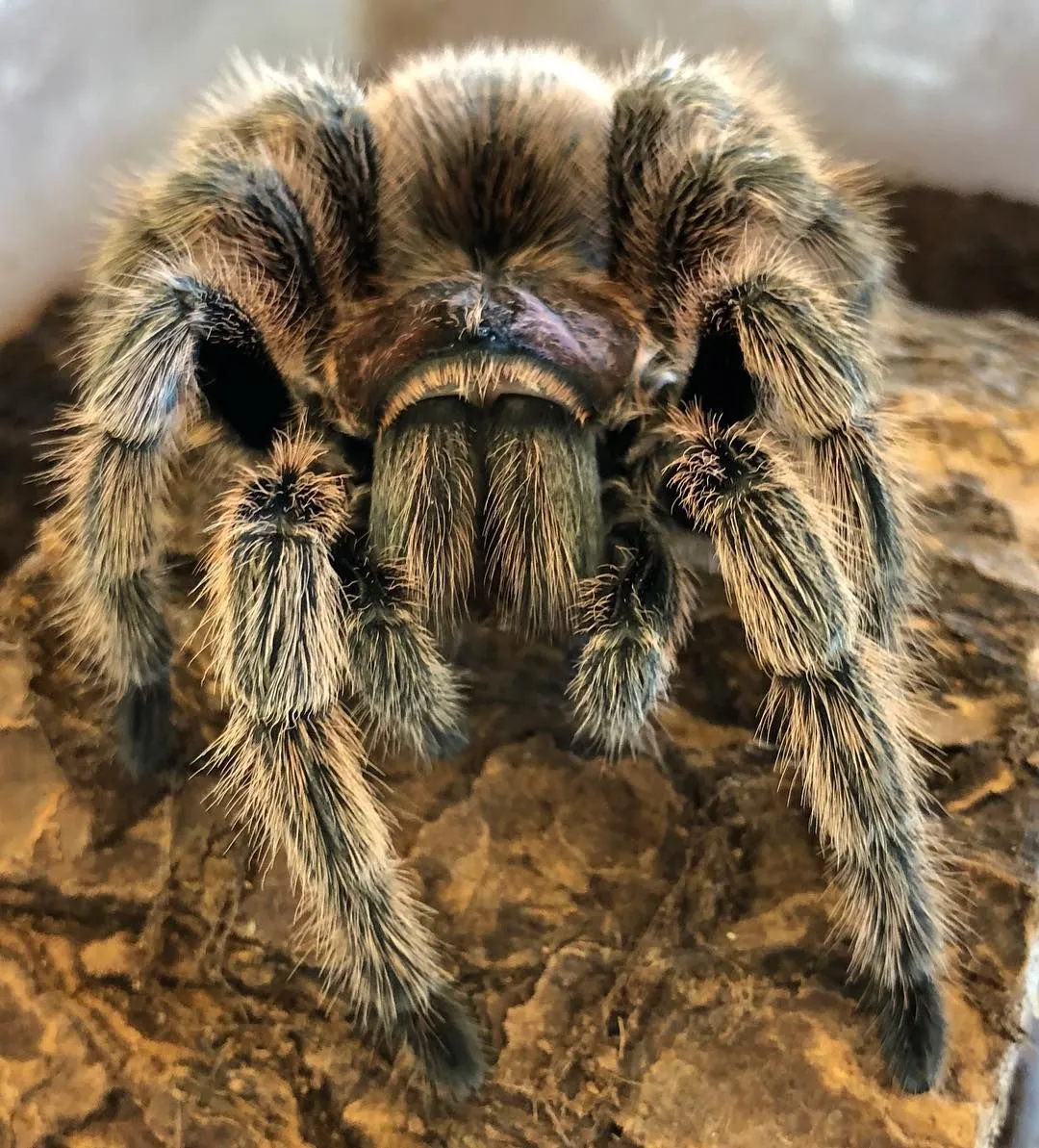 16248 rose hair tarantula watering