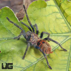 /img/16249-gbbs-spiderlings.webp