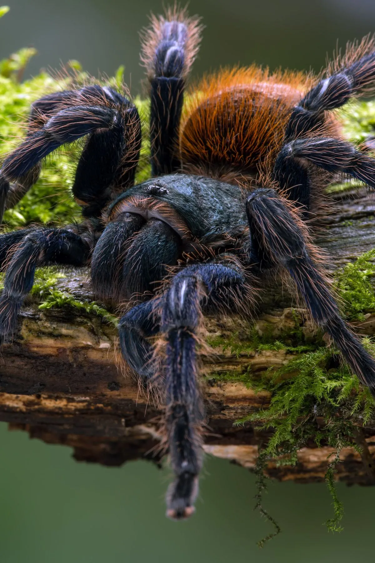 16249 green bottle blue tarantula overview