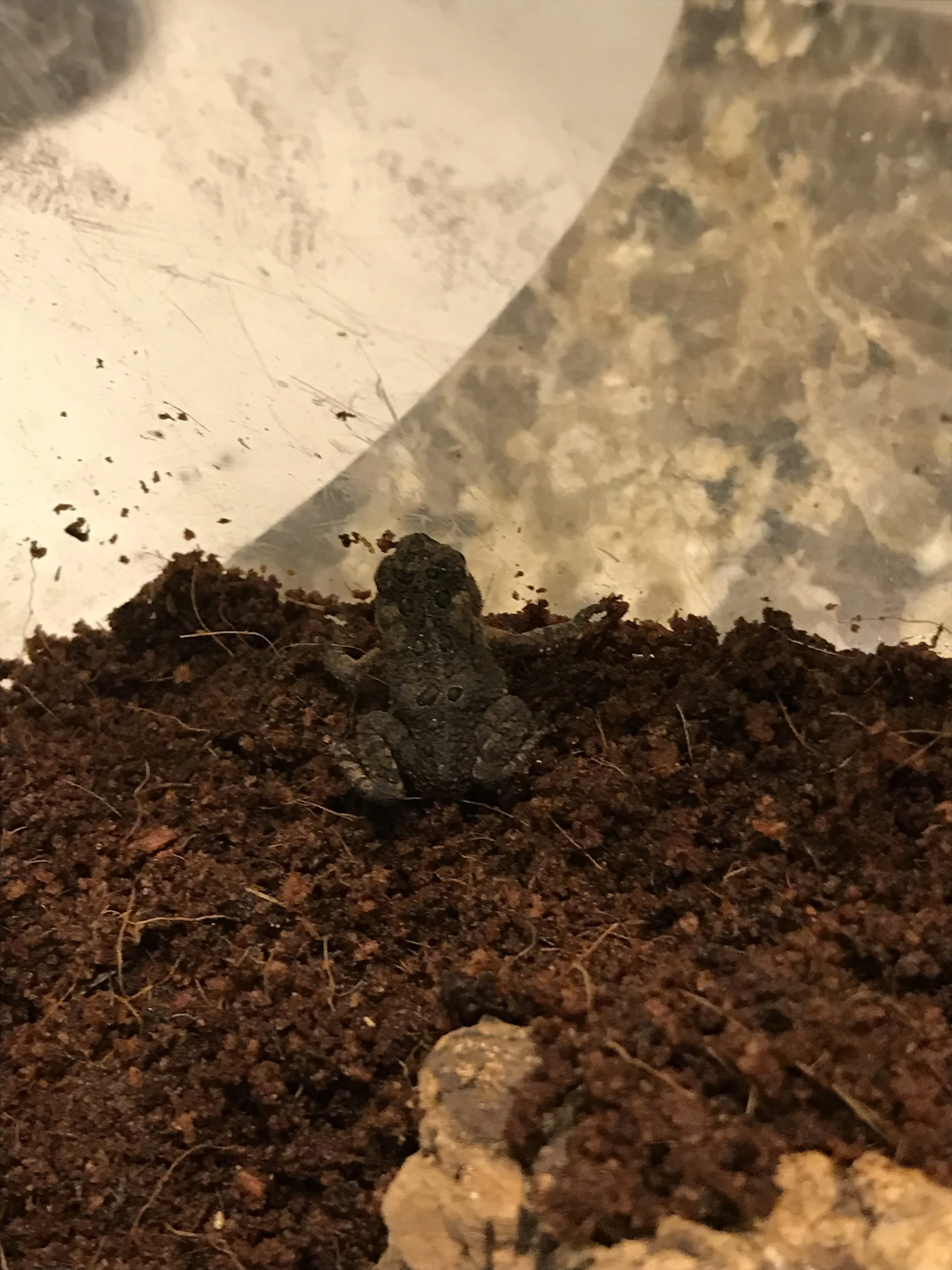 16250 collection container