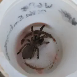 /img/16250-feeding-tarantula.webp