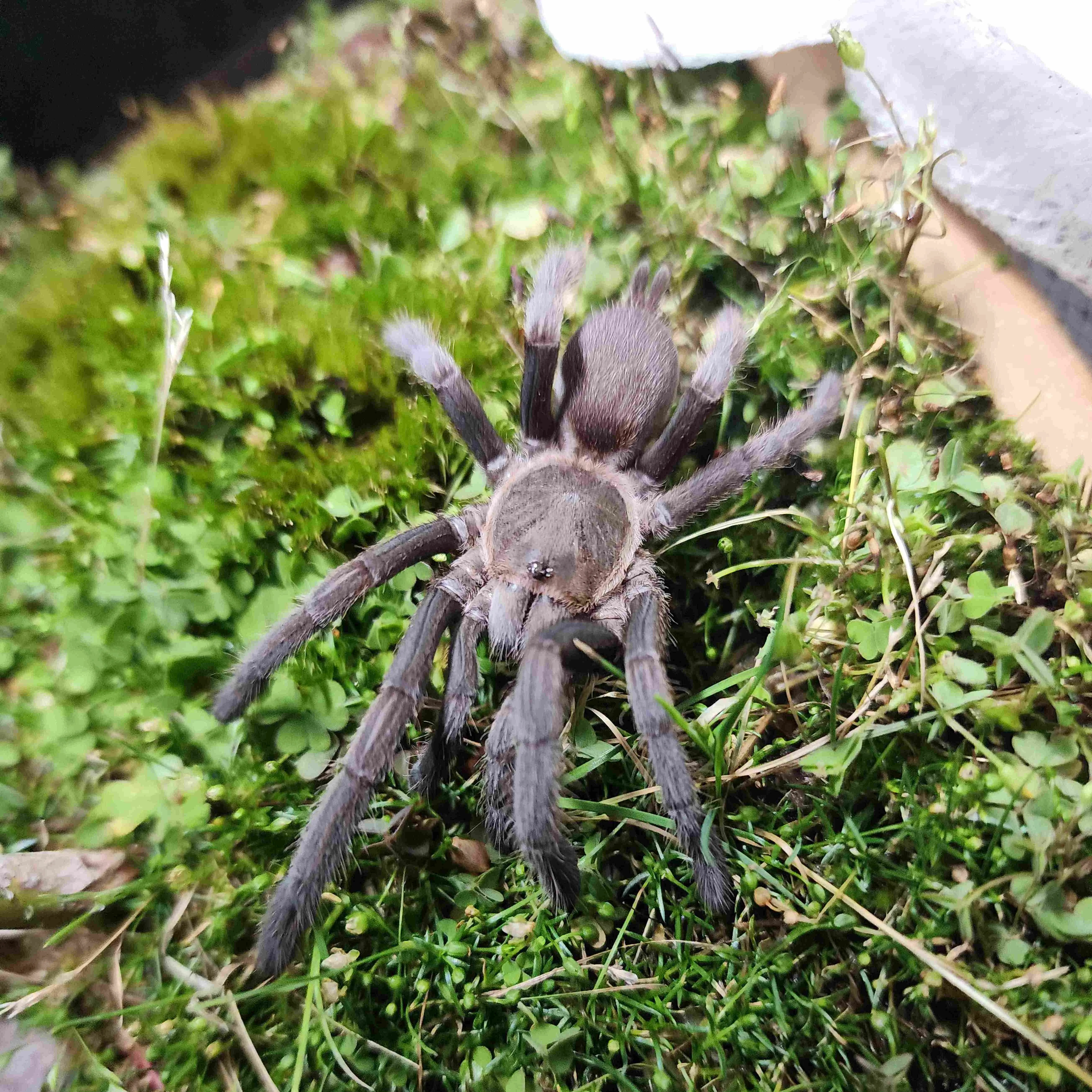 16251 western cape tarantula conservation