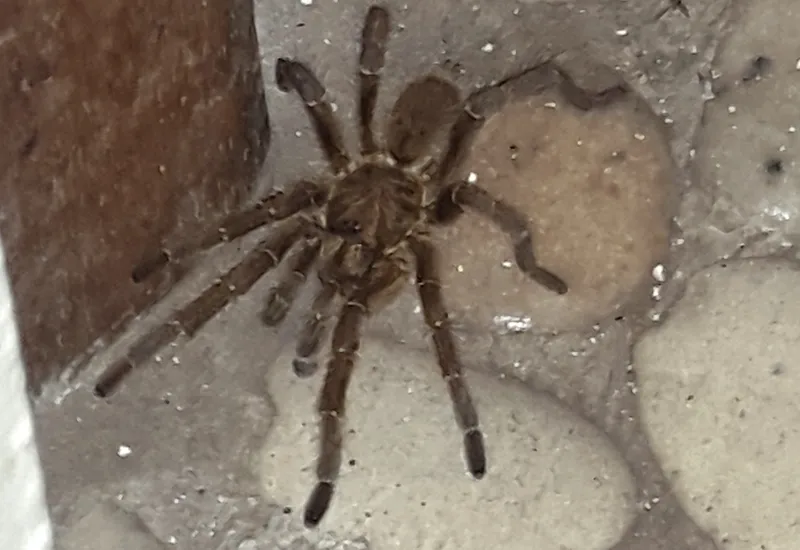 16251 western cape tarantula defense