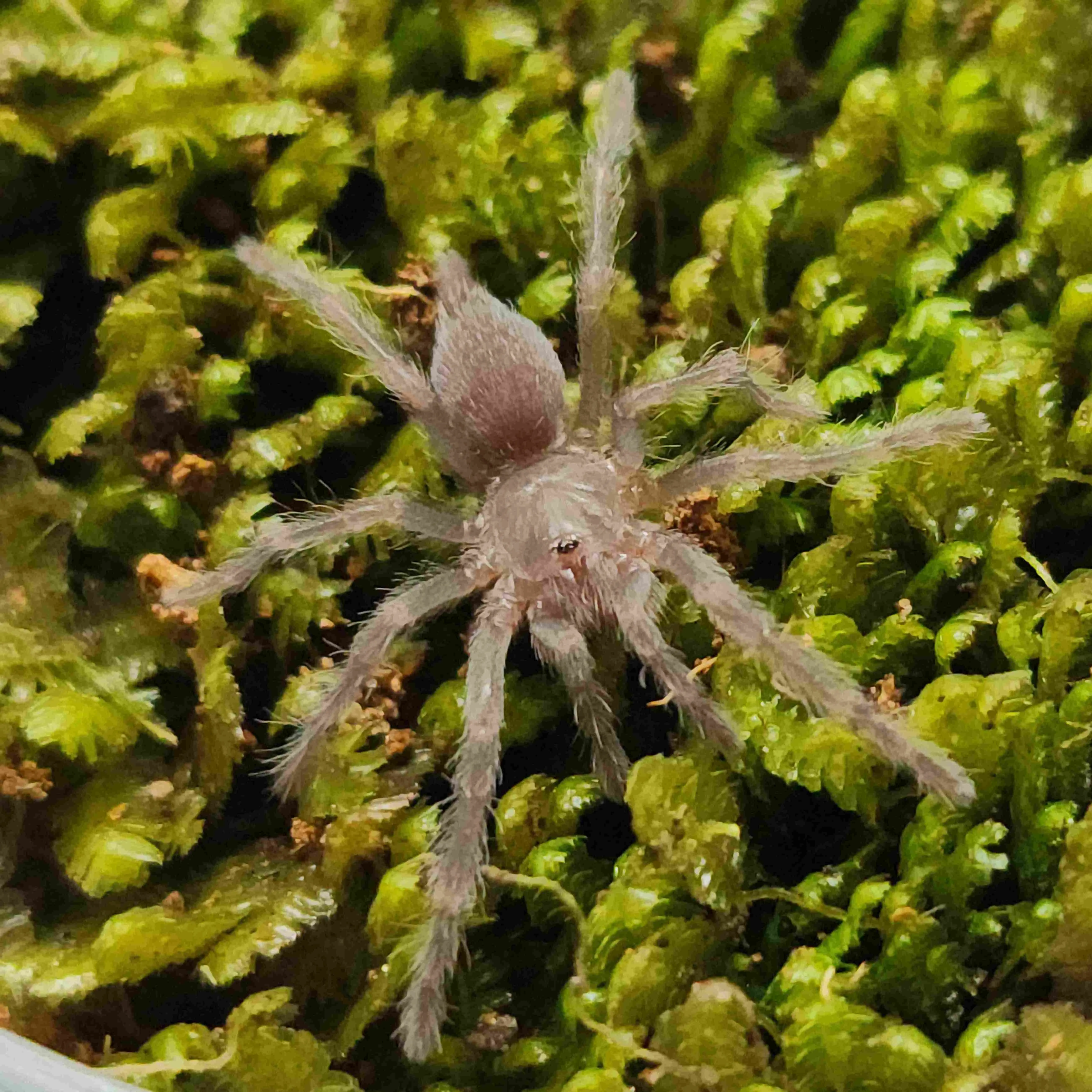 16251 western cape tarantula diet