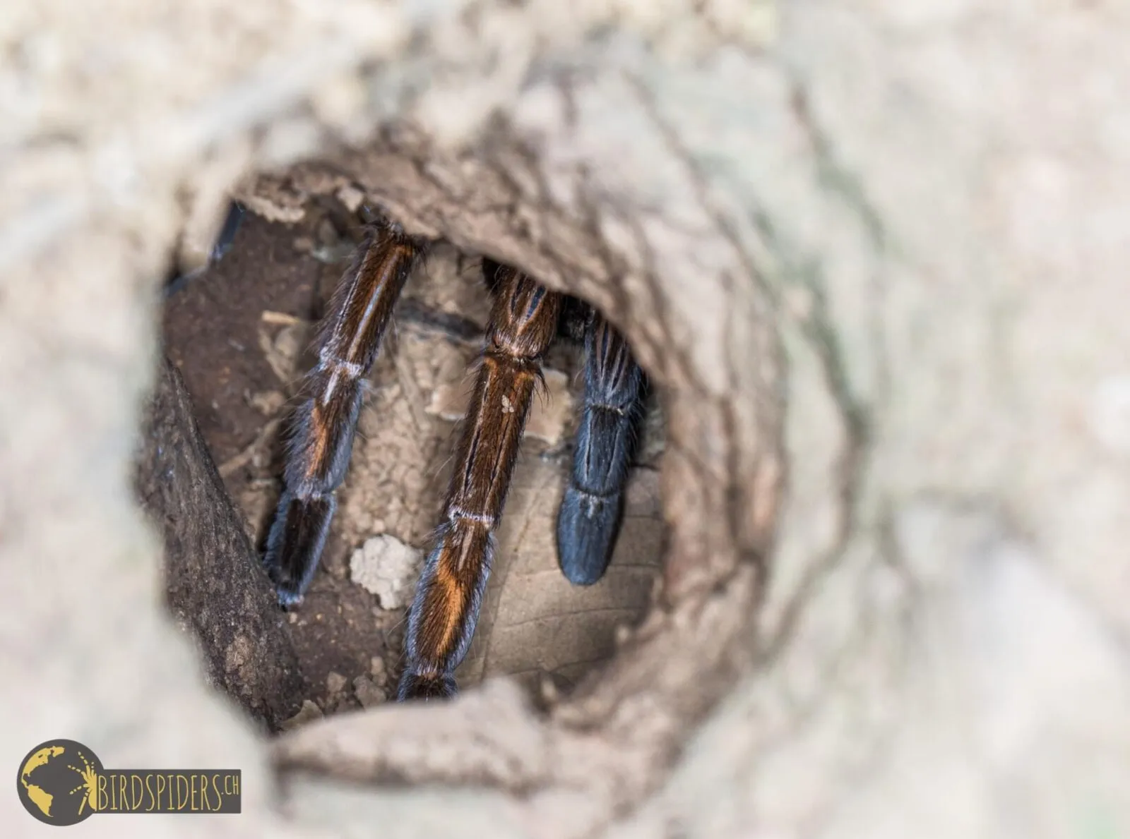 16251 western cape tarantula feeding