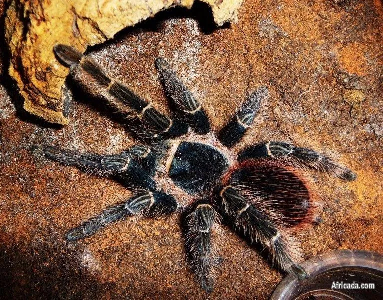 /img/16251-western-cape-tarantula-hunting.webp