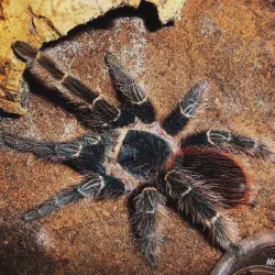 /img/16251-western-cape-tarantula-hunting.webp
