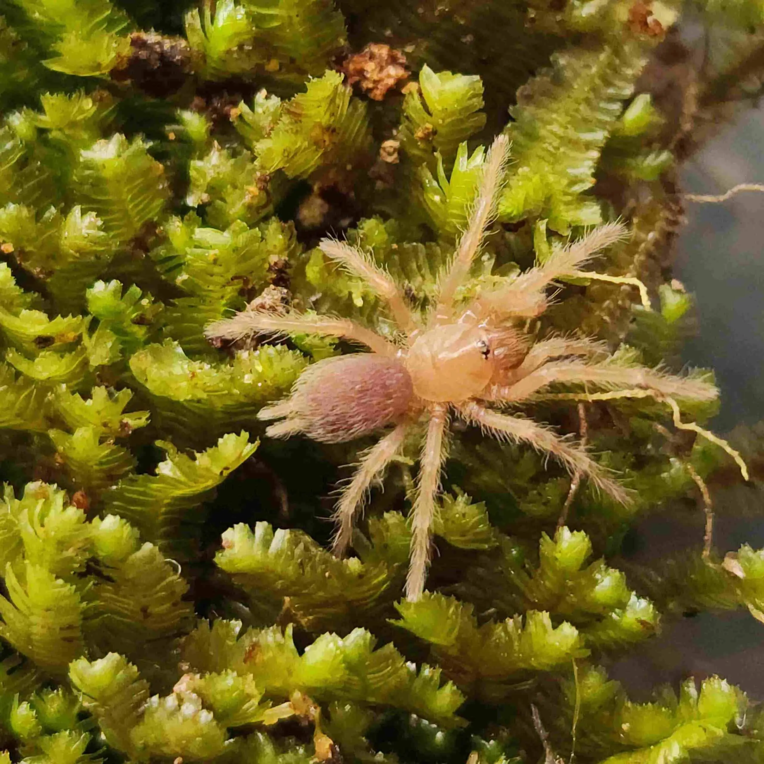 16251 western cape tarantula size