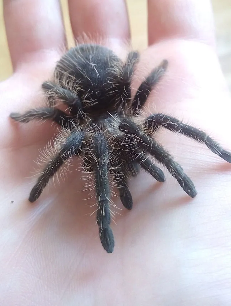 16253 curly hair tarantula molting
