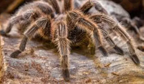 16253 curly hair tarantula overview