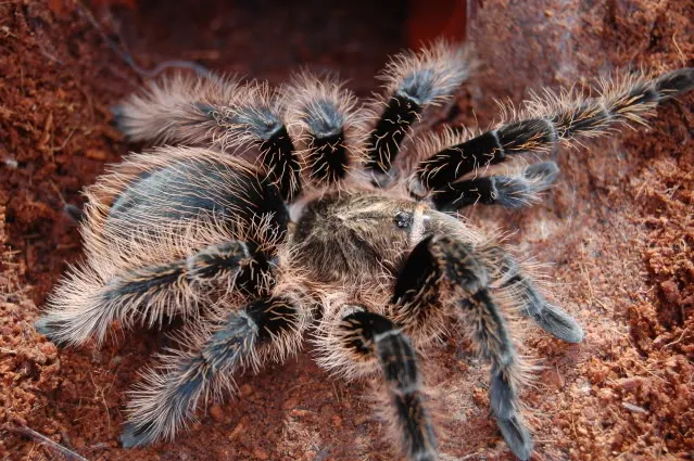 /img/16253-healthy-curly-hair-tarantula.webp