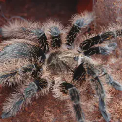 /img/16253-healthy-curly-hair-tarantula.webp