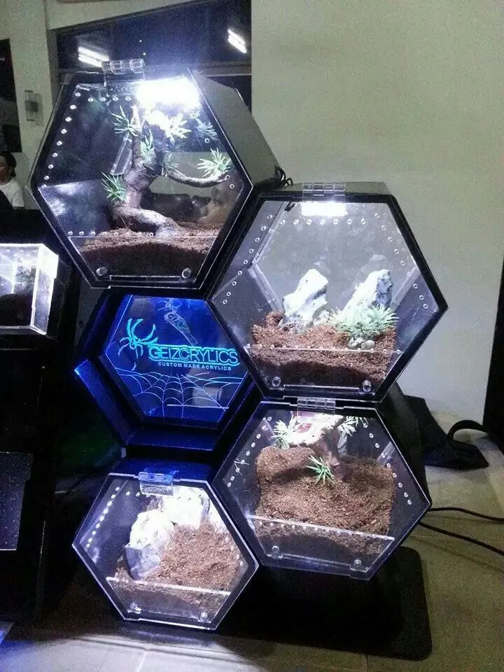 16255 tarantula enclosure buy 1