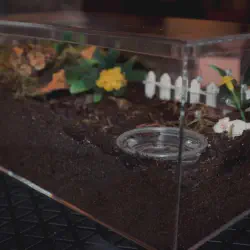 /img/16255-tarantula-enclosure-cleaning.webp
