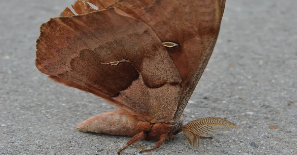 16256 defensive tarantula