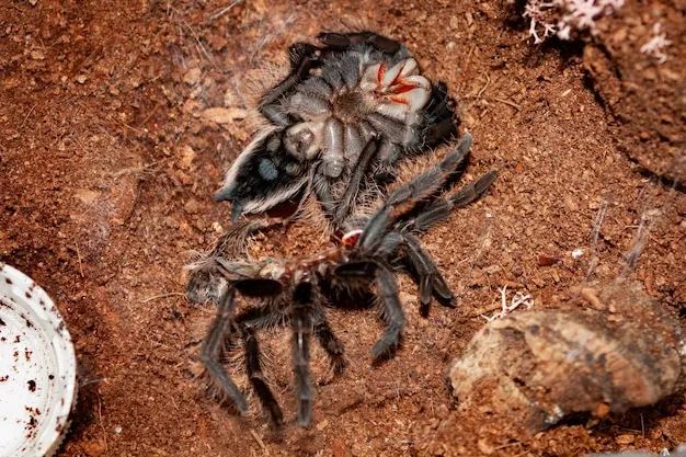 16256 tarantula feeding