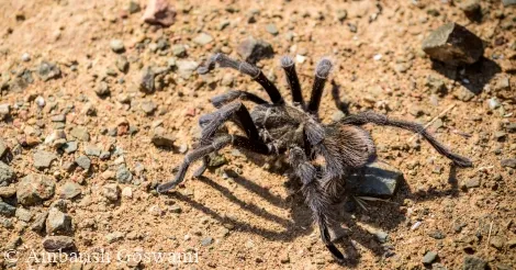 16256 tarantula habitat