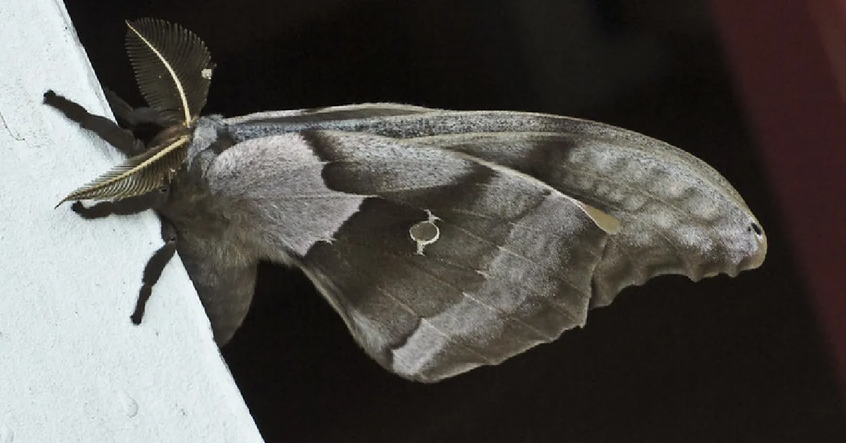 16256 tarantula molting