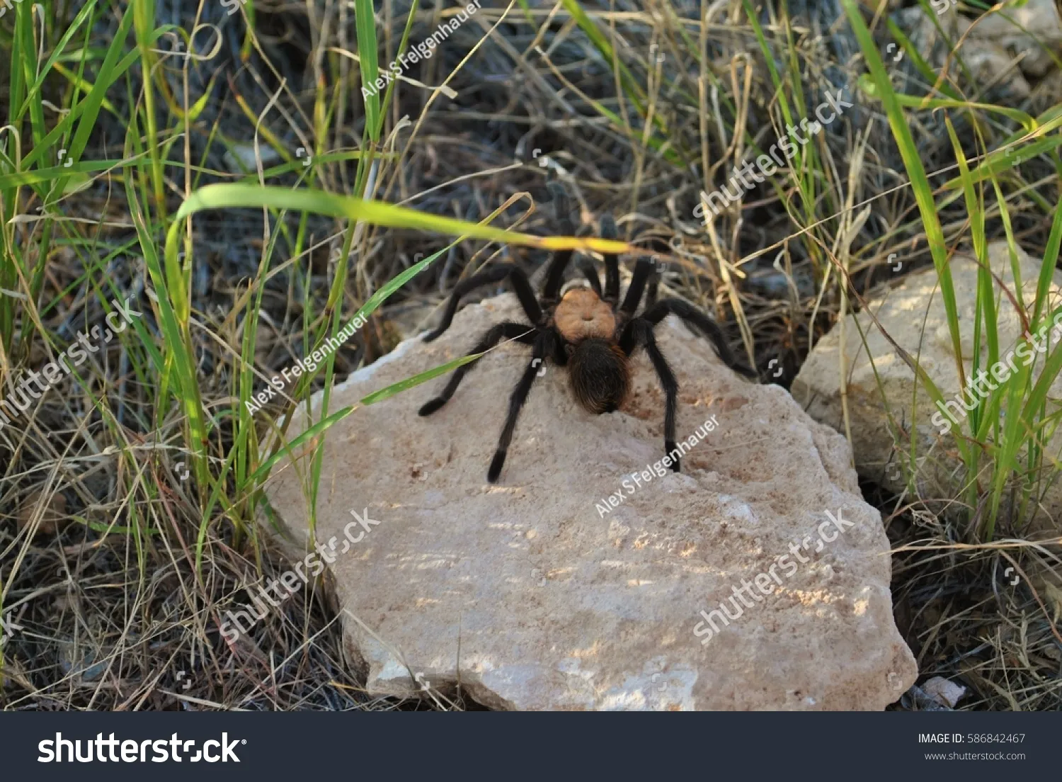 16256 tarantula rocking