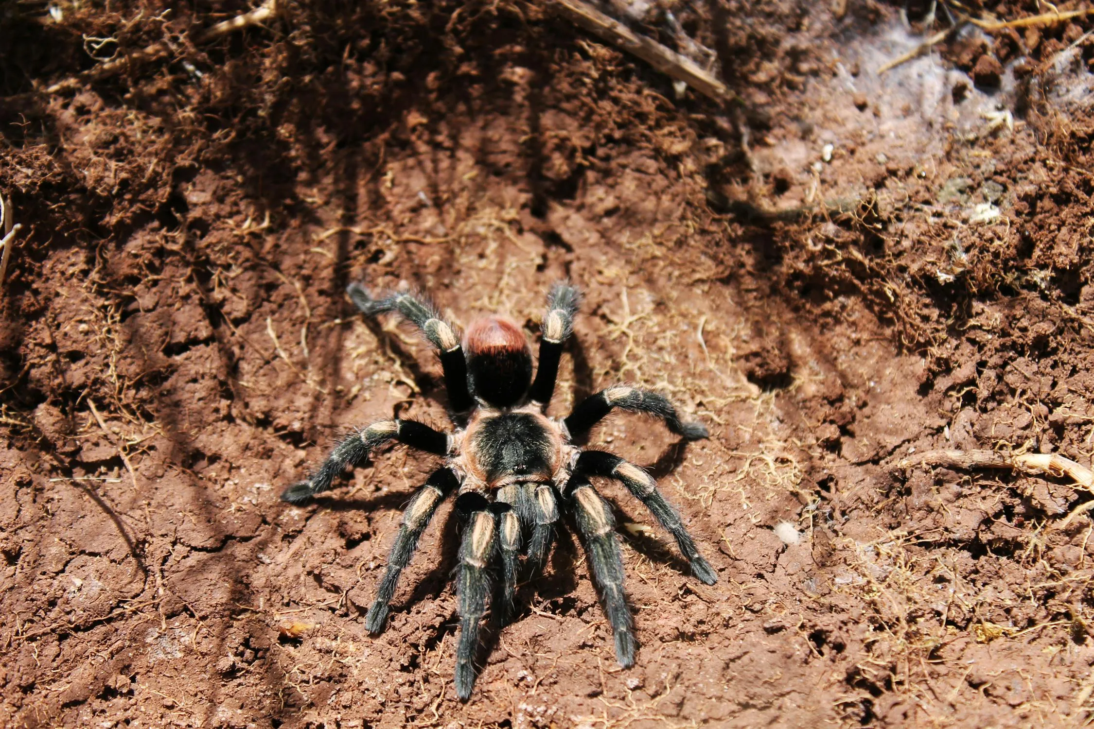 16256 tarantula species