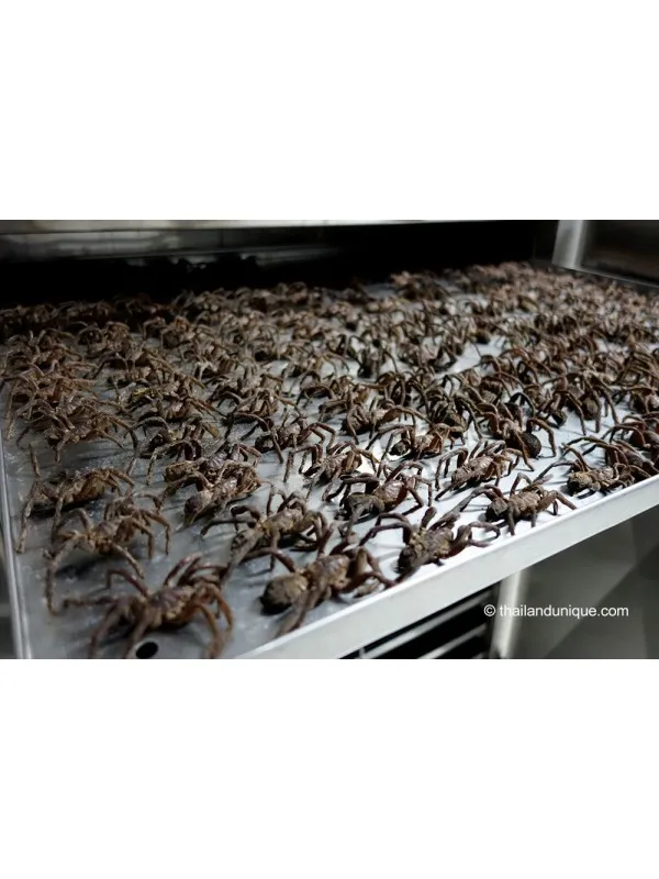 /img/16257-canned-tarantula-uk-7.webp